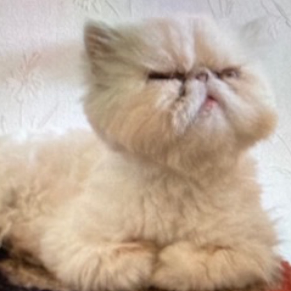 Komar Robe/Duster - Picture 12 of 12